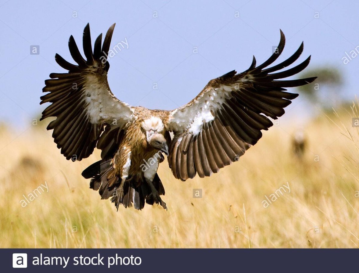 Птицы падальщики Грифон