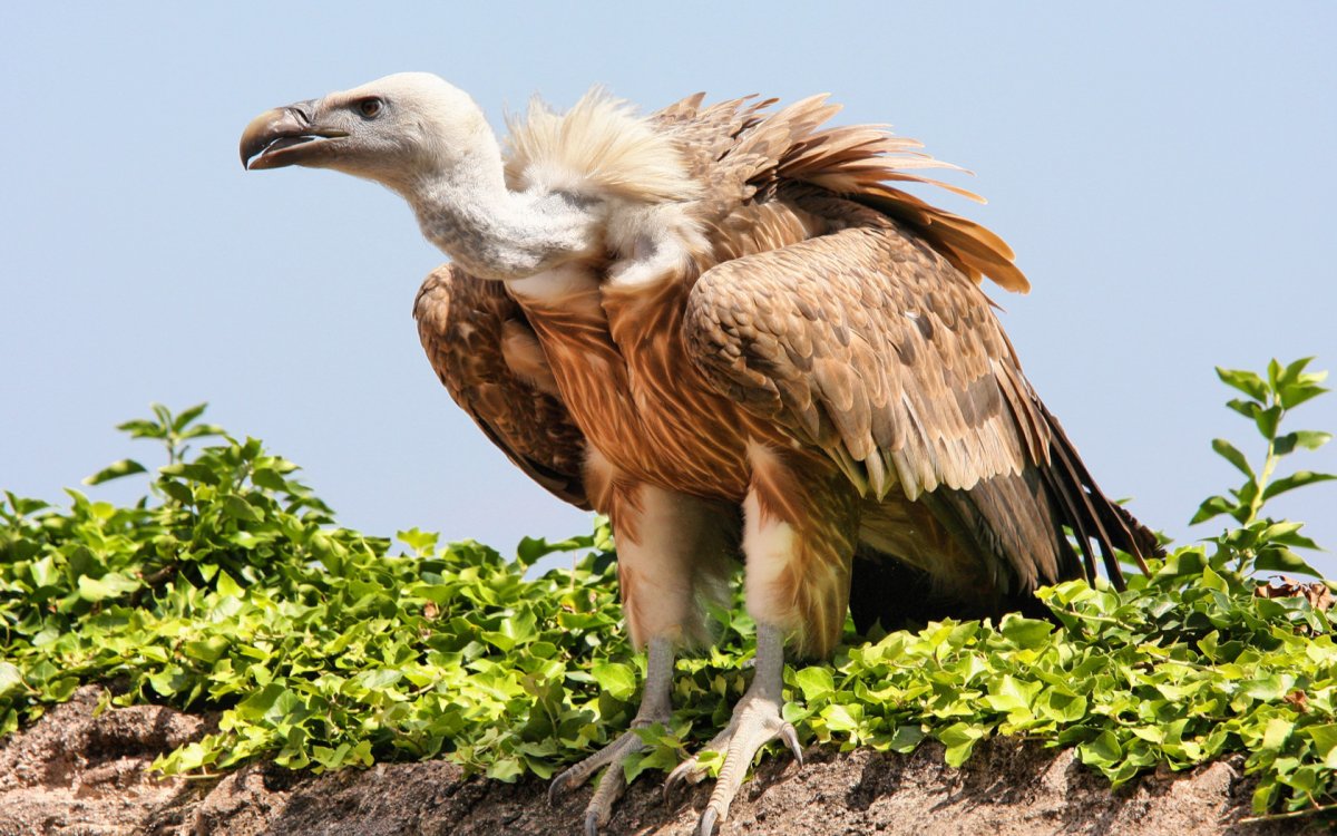 Падальщики размножение