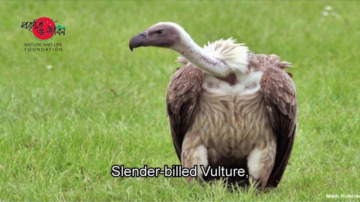 Грифы падальщики с добычей