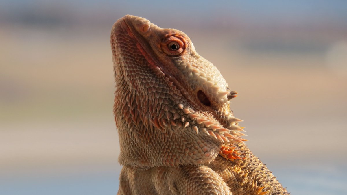 Бородатая агама