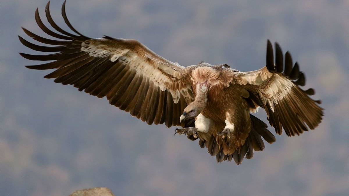 Гриф Стервятник