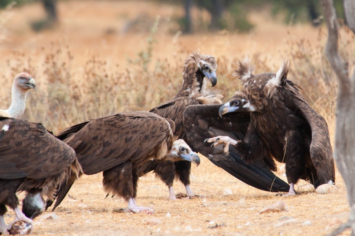 Белоголовый ястреб падальщик