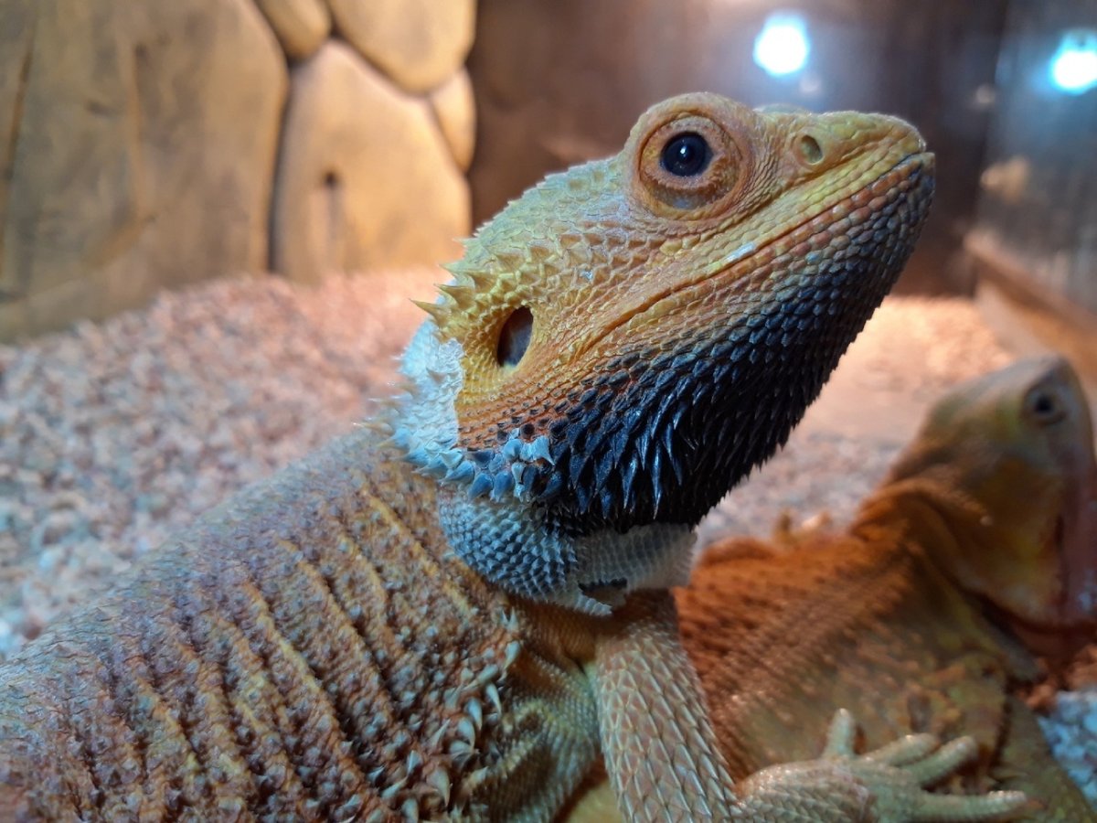 Линька бородатой агамы