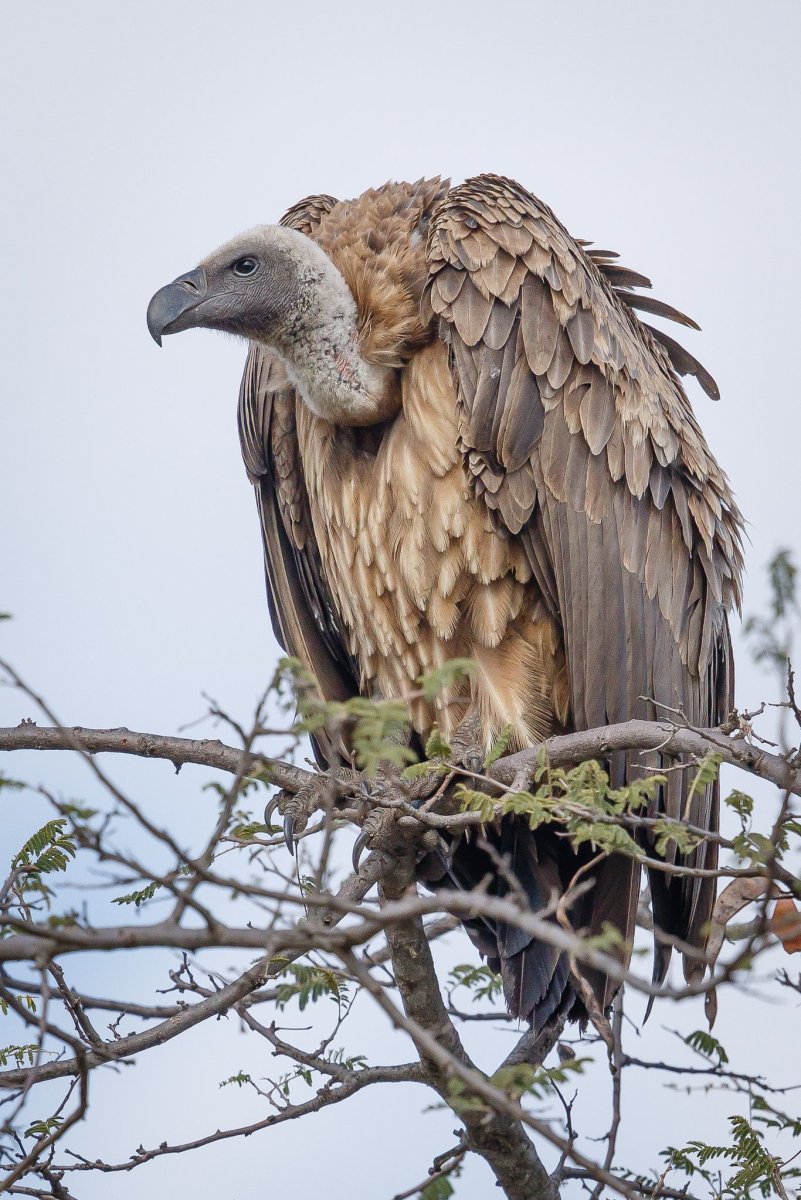 Капский гриф в Африке