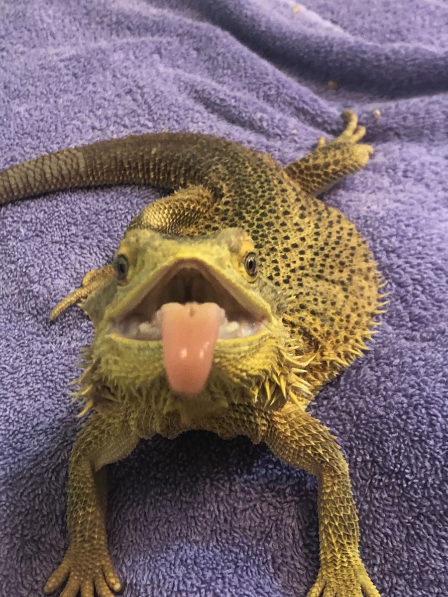 Бородатая агама злая