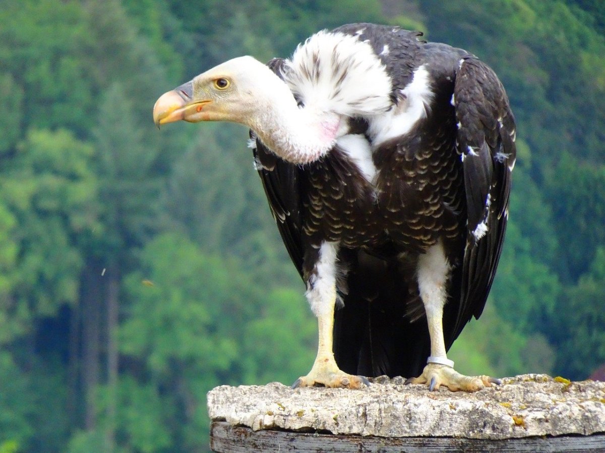 Орел против грифа