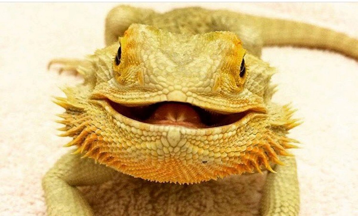 Бородатая агама анфас