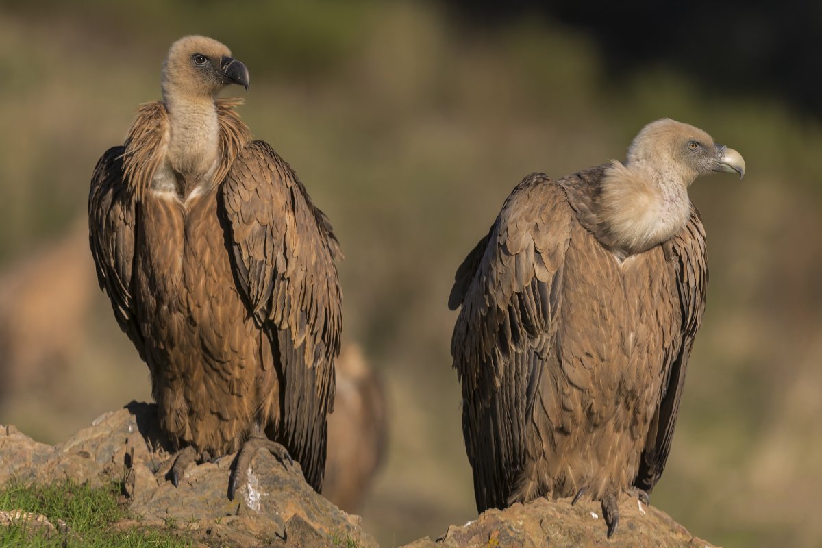 Гриф индейка