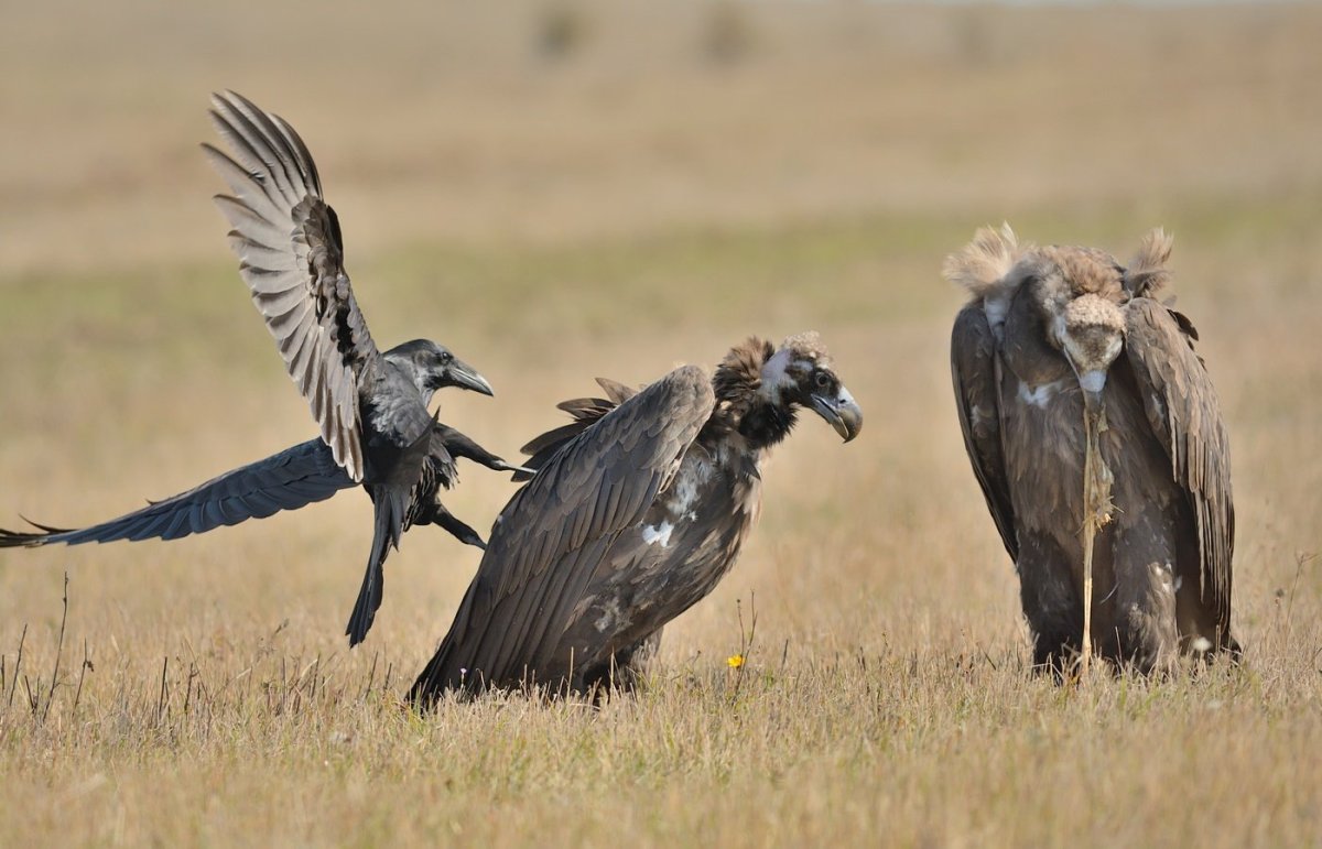 Ястреб ягнятник