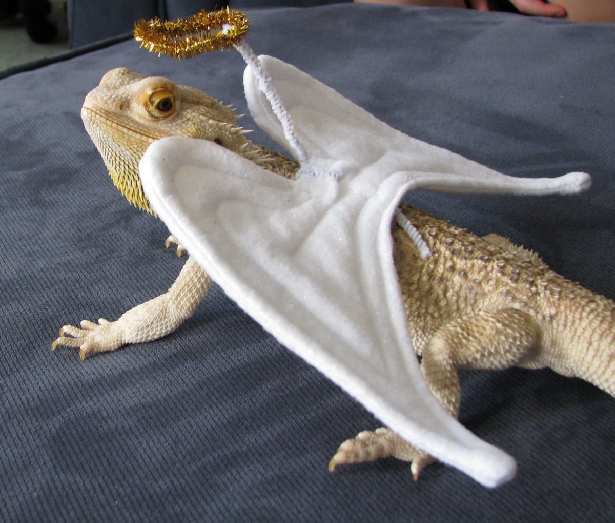 Бородатая агама в костюме дракона