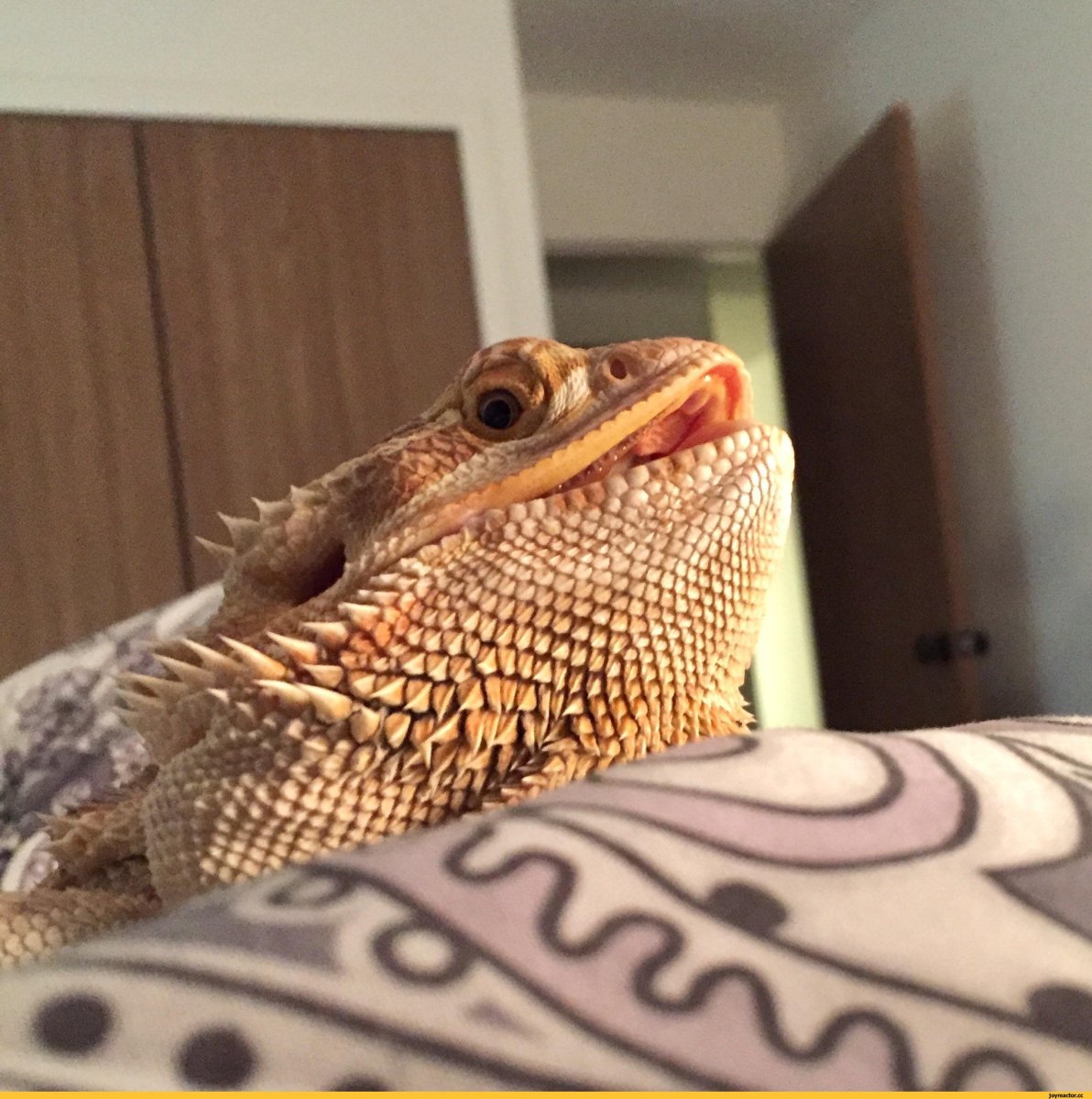 Ящерица бородатая агама