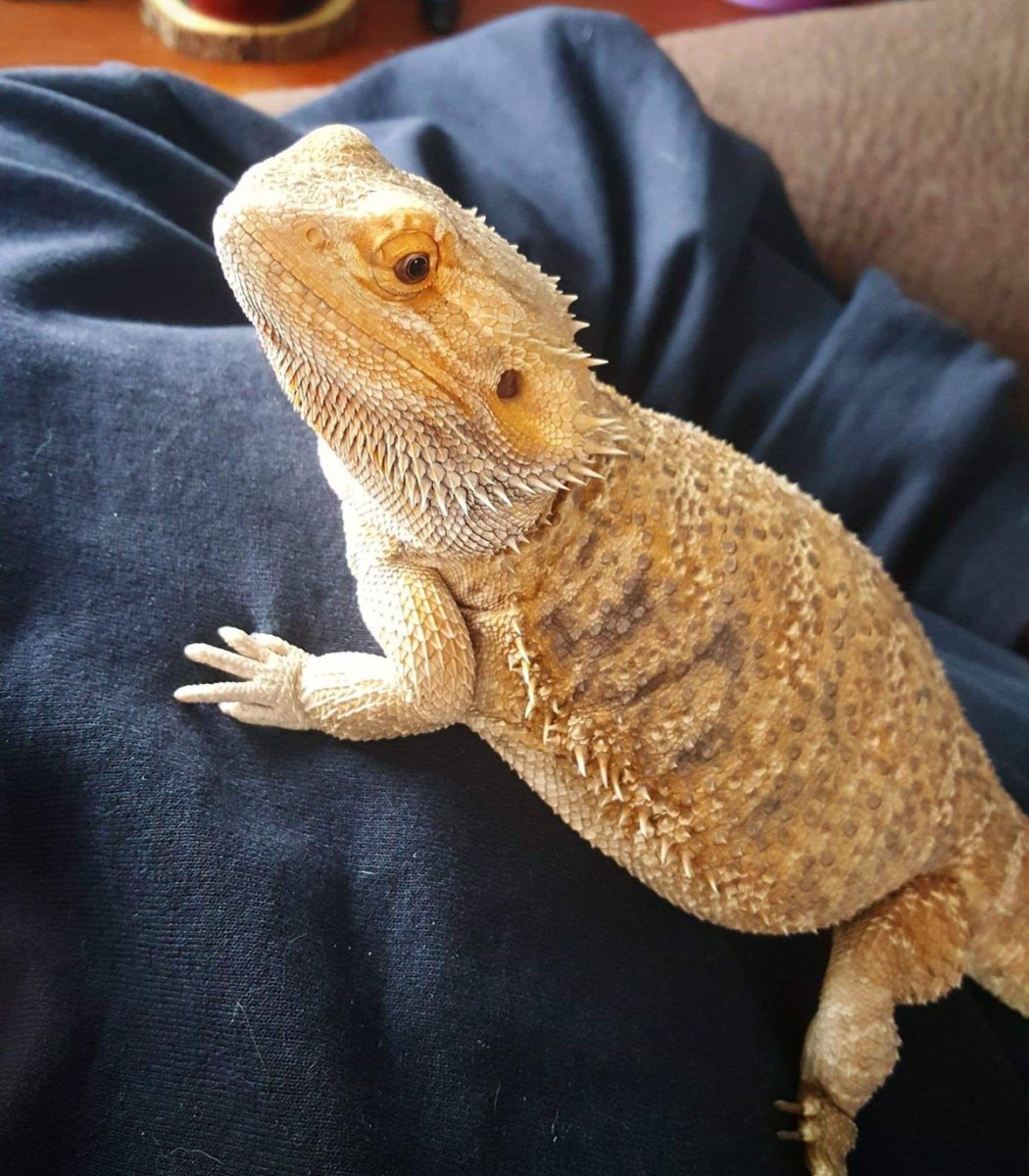 Бородатая агама дракон