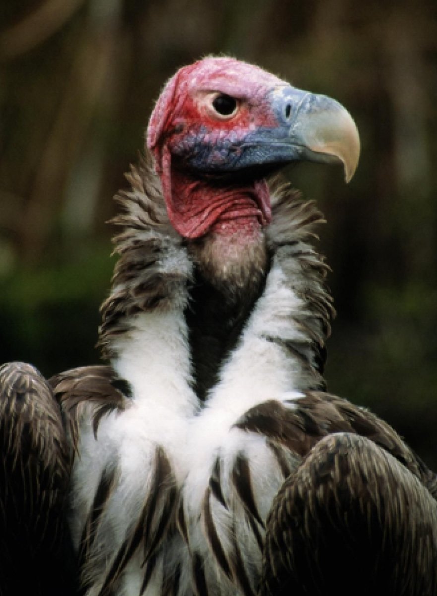 Африканский Ушастый гриф падальщик