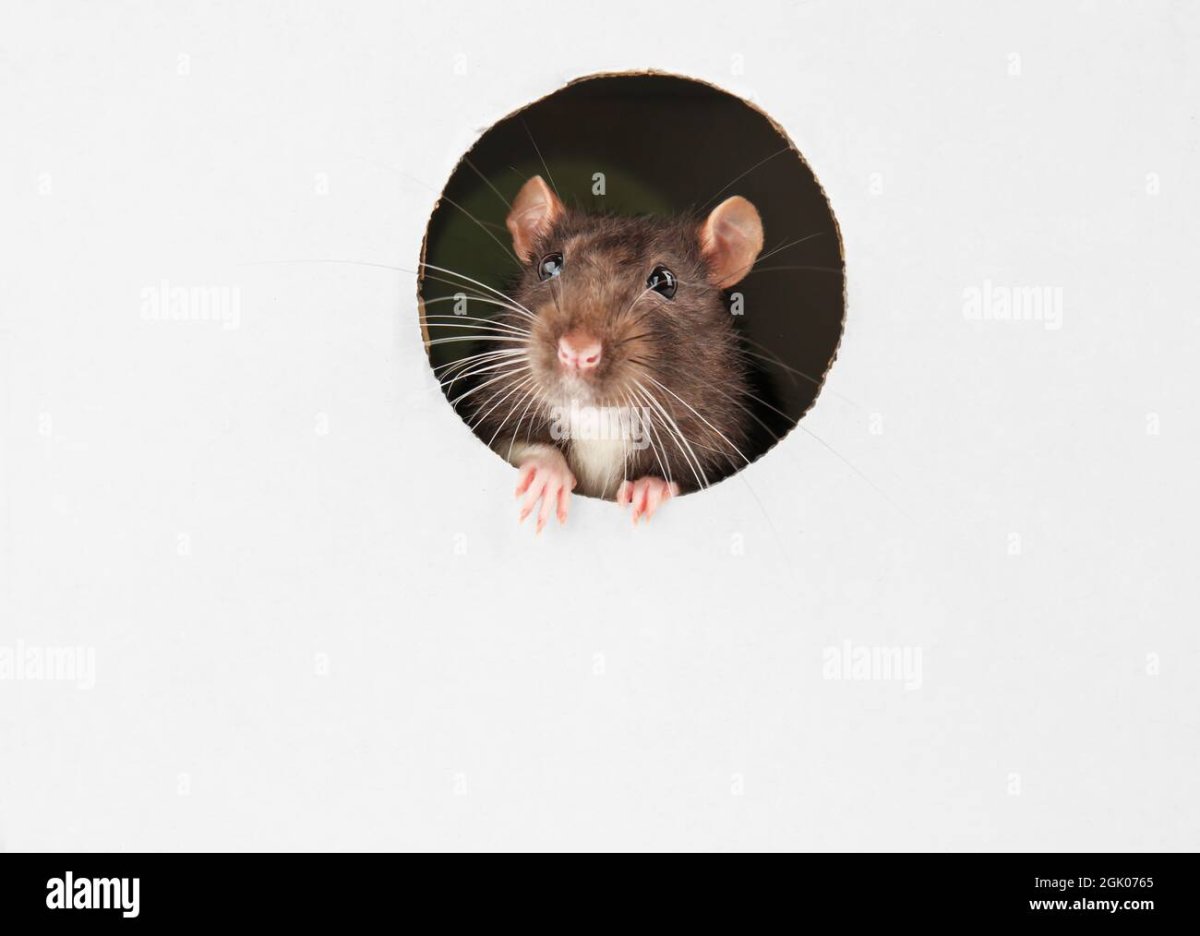 Мышка выглядывает