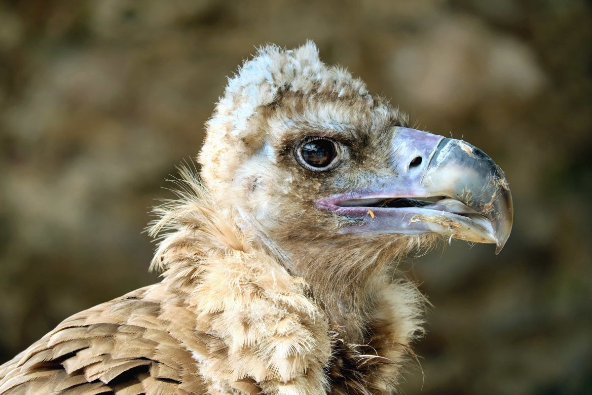 Андский Кондор охотится