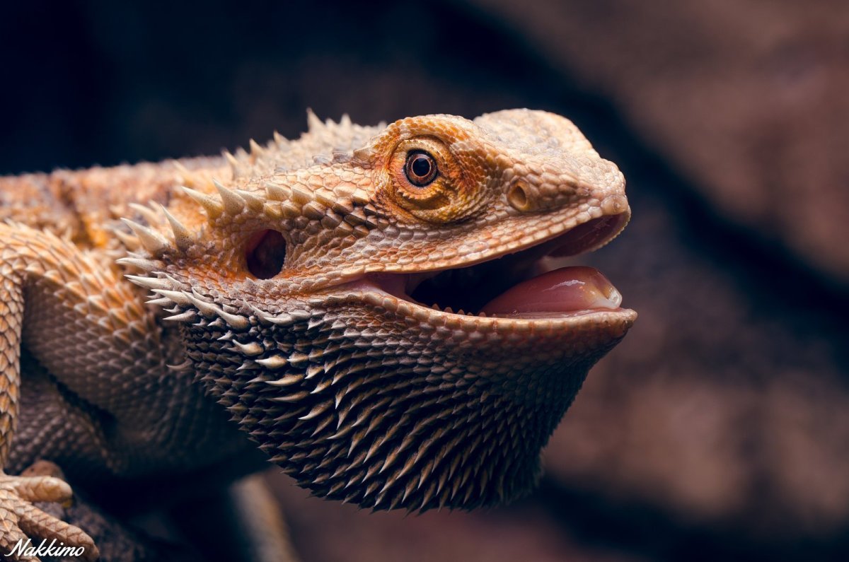 Бородатая агама pogona vitticeps