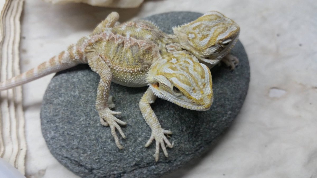 Бородатая агама