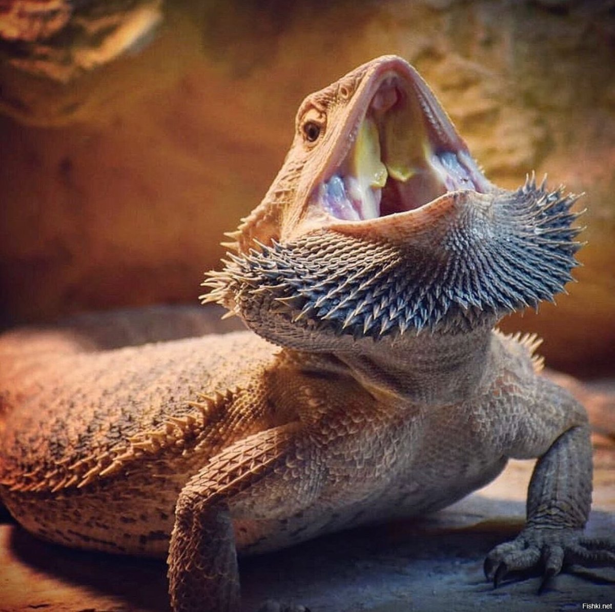 Бородатая агама злая