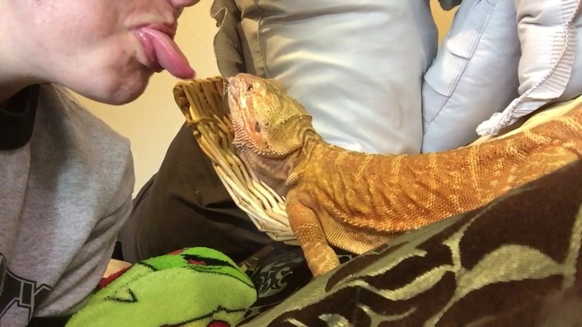 Бородатая агама машет лапкой