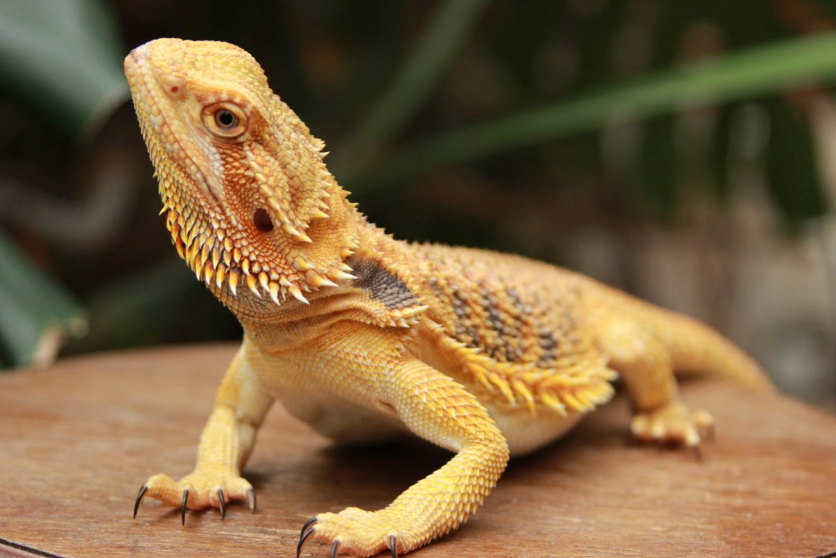Бородатая агама гипоаллергенная?