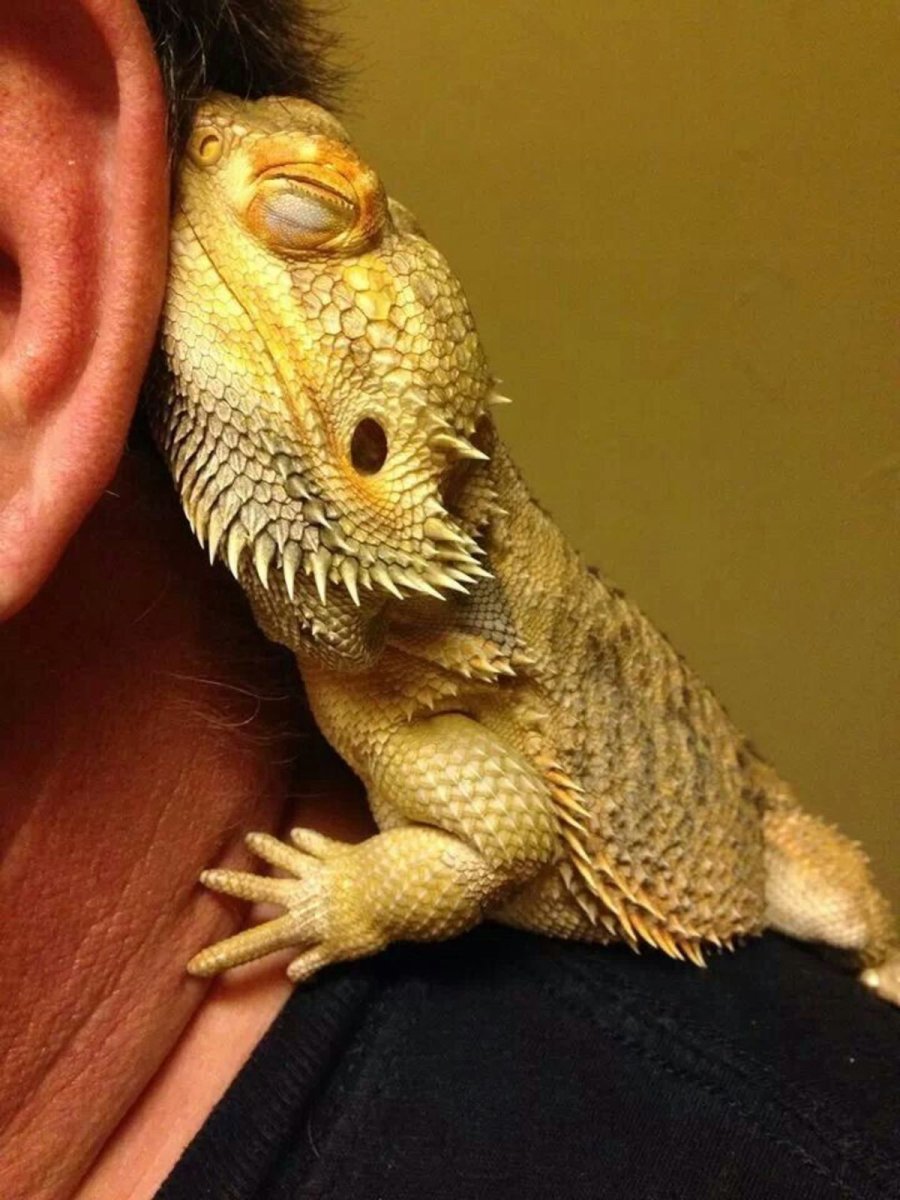 Игуана бородатая агама