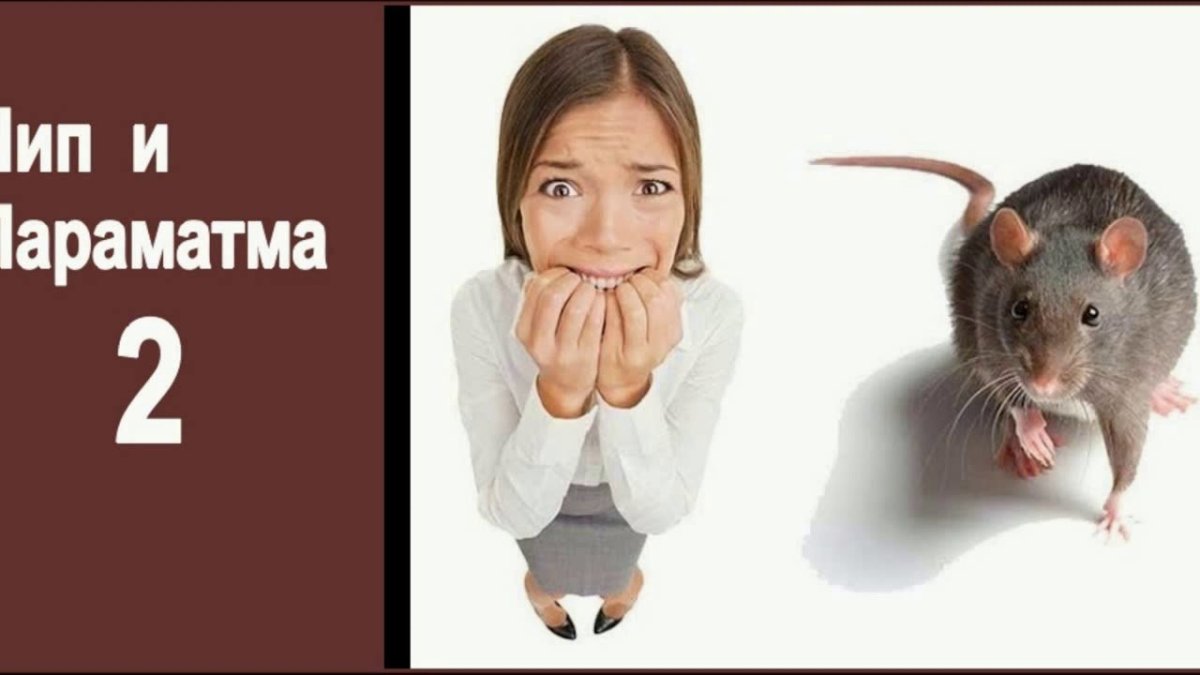 Испуганная крыса