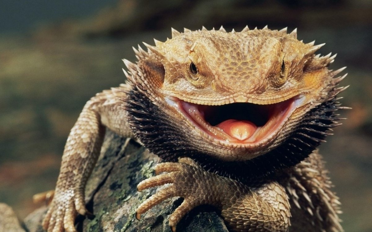 Бородатая агама улыбается