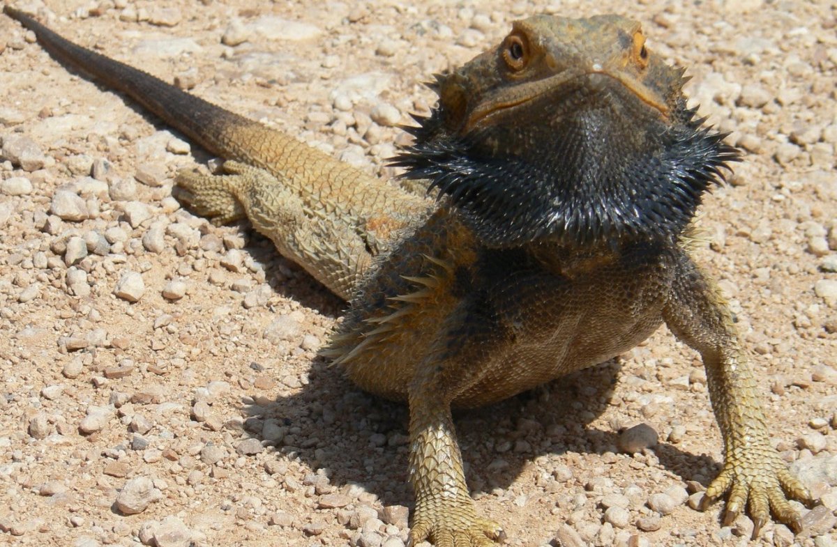 Бородатая агама черная борода
