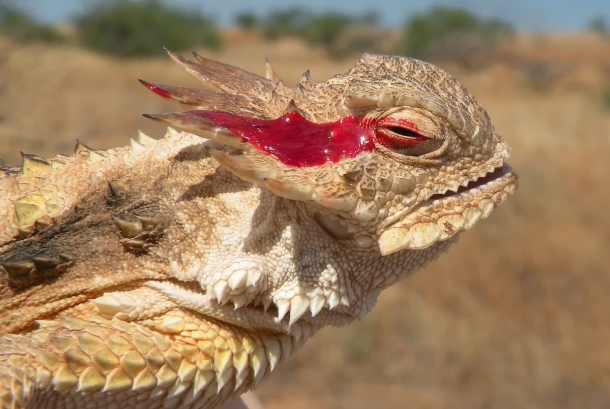 Техасская жабовидная ящерица