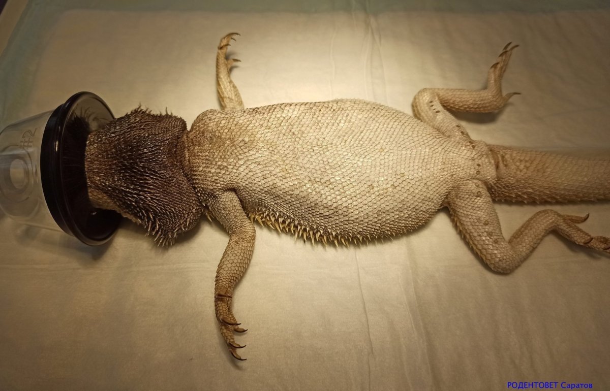 Бородатая агама раздутая