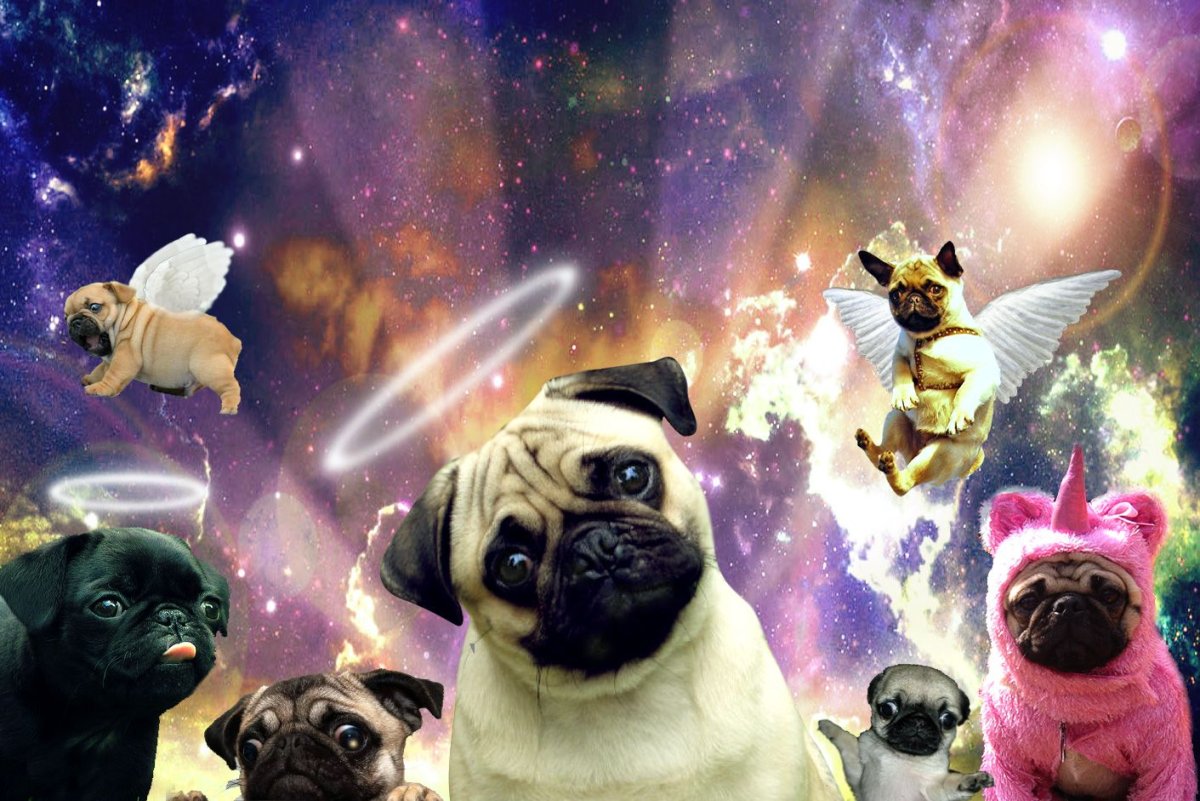 Порода собак Бучу