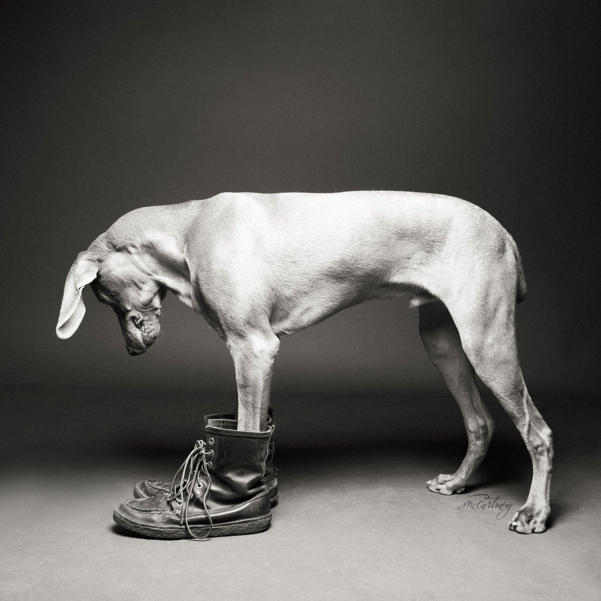 Пёс Гурман Папай