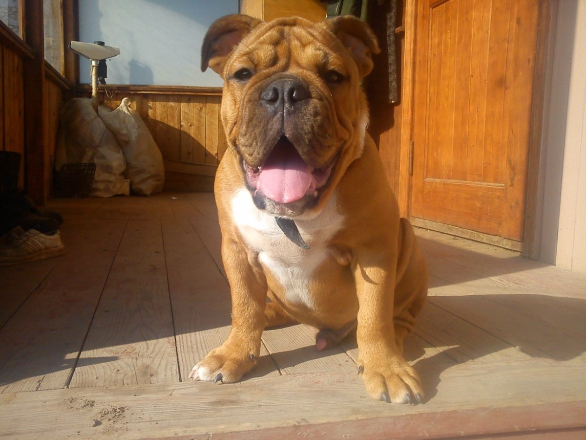 Девушка с питомцем