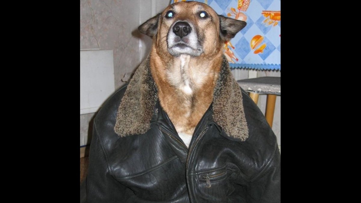 Человек с двумя собаками