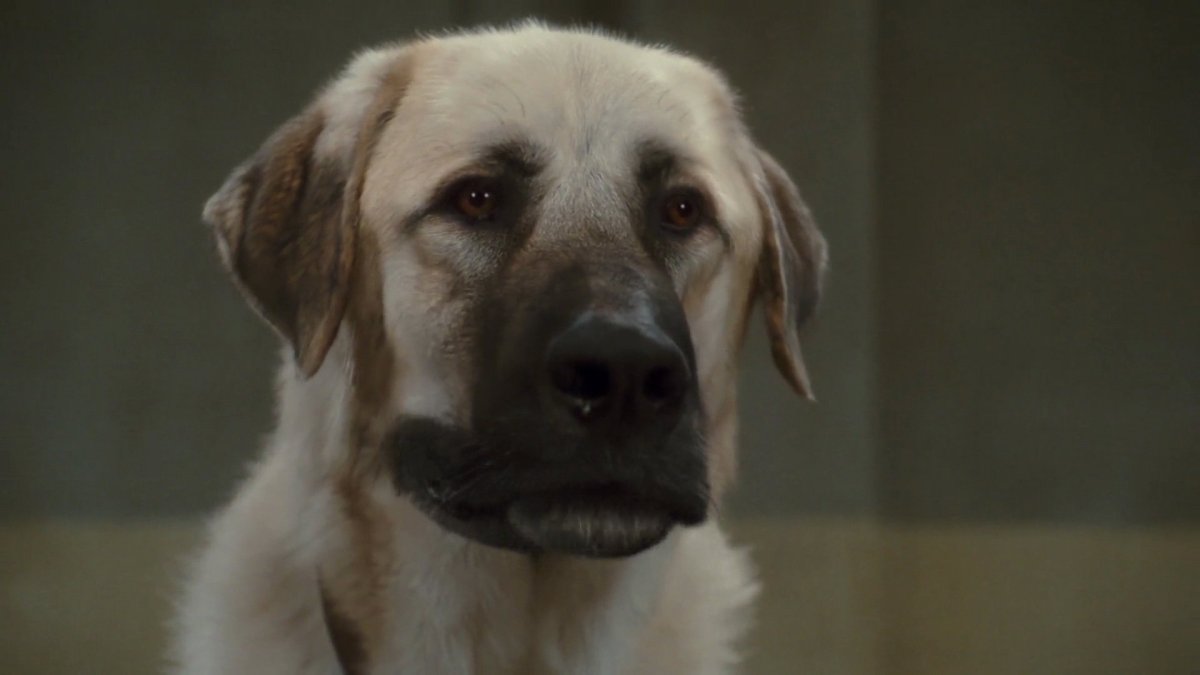 Идеи для фото собаки в Инстаграм