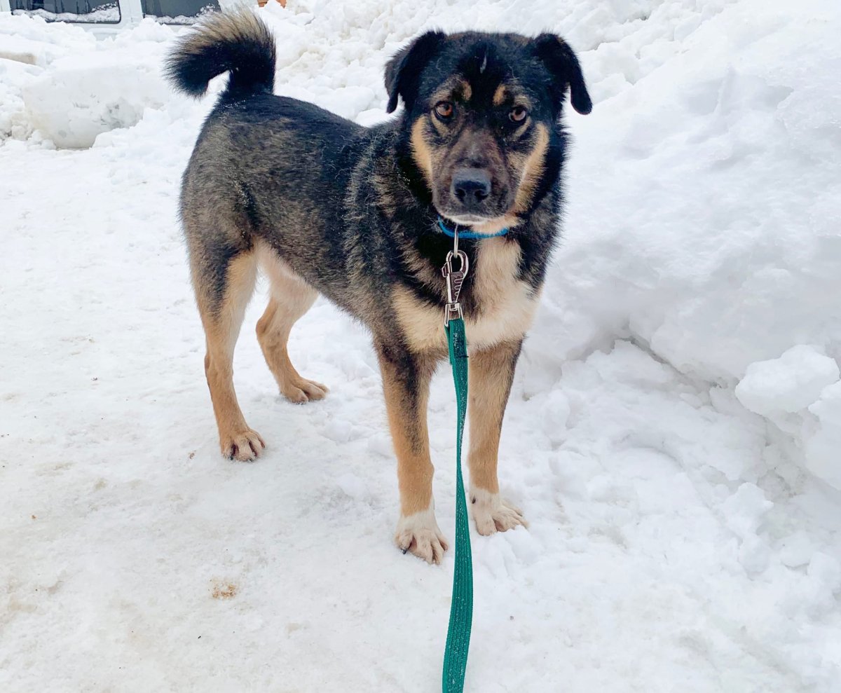 Смешные собаки гопники