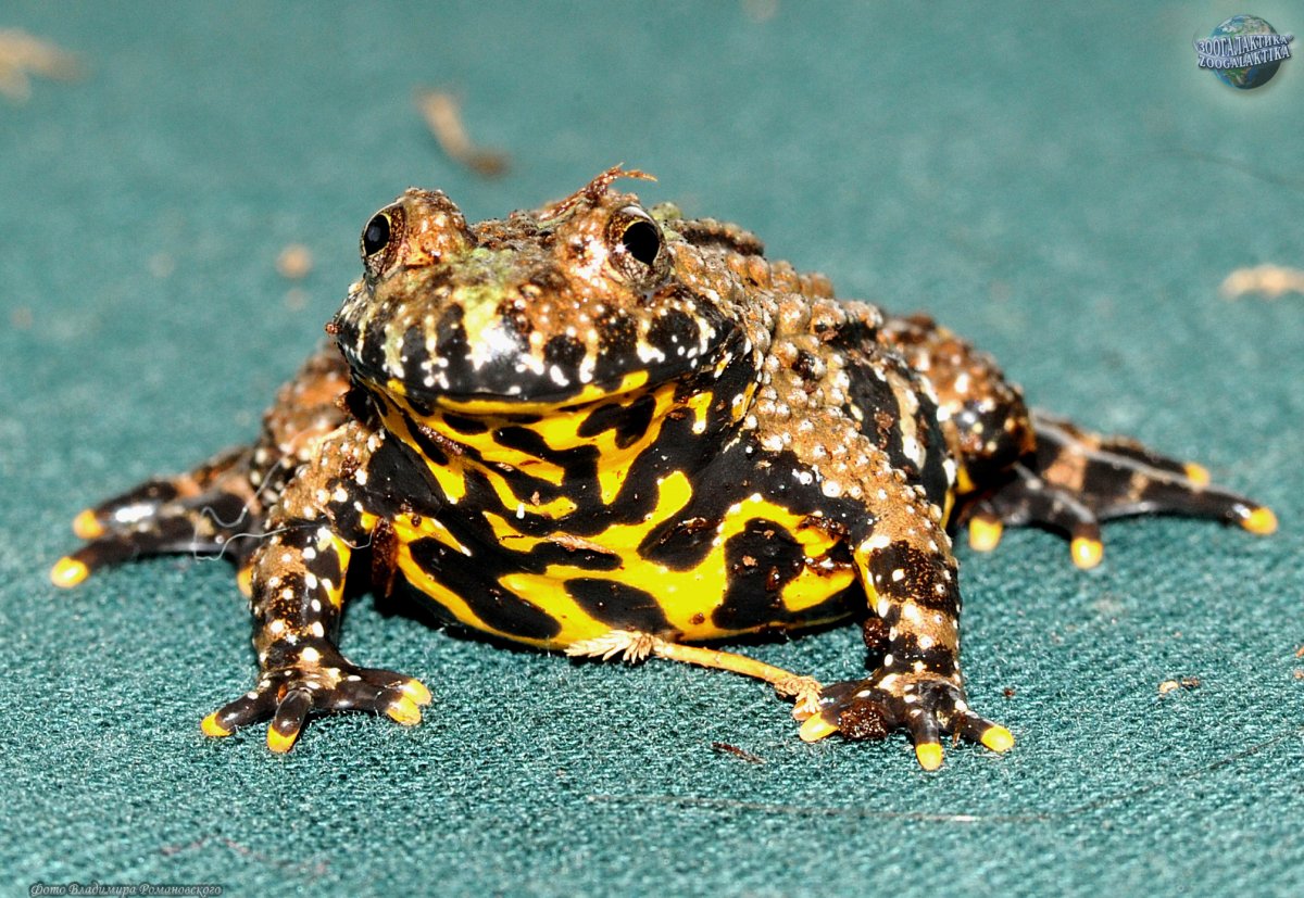 Краснобрюхая жерлянка