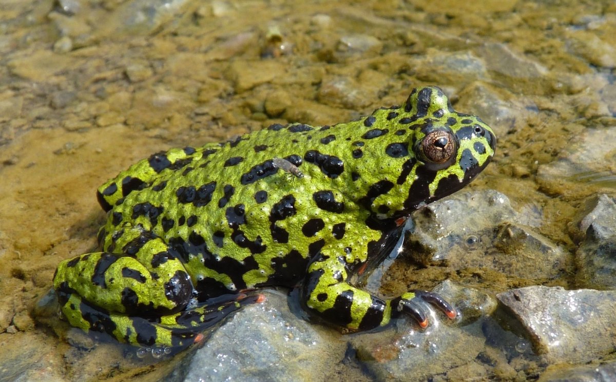 Жаба жерлянка