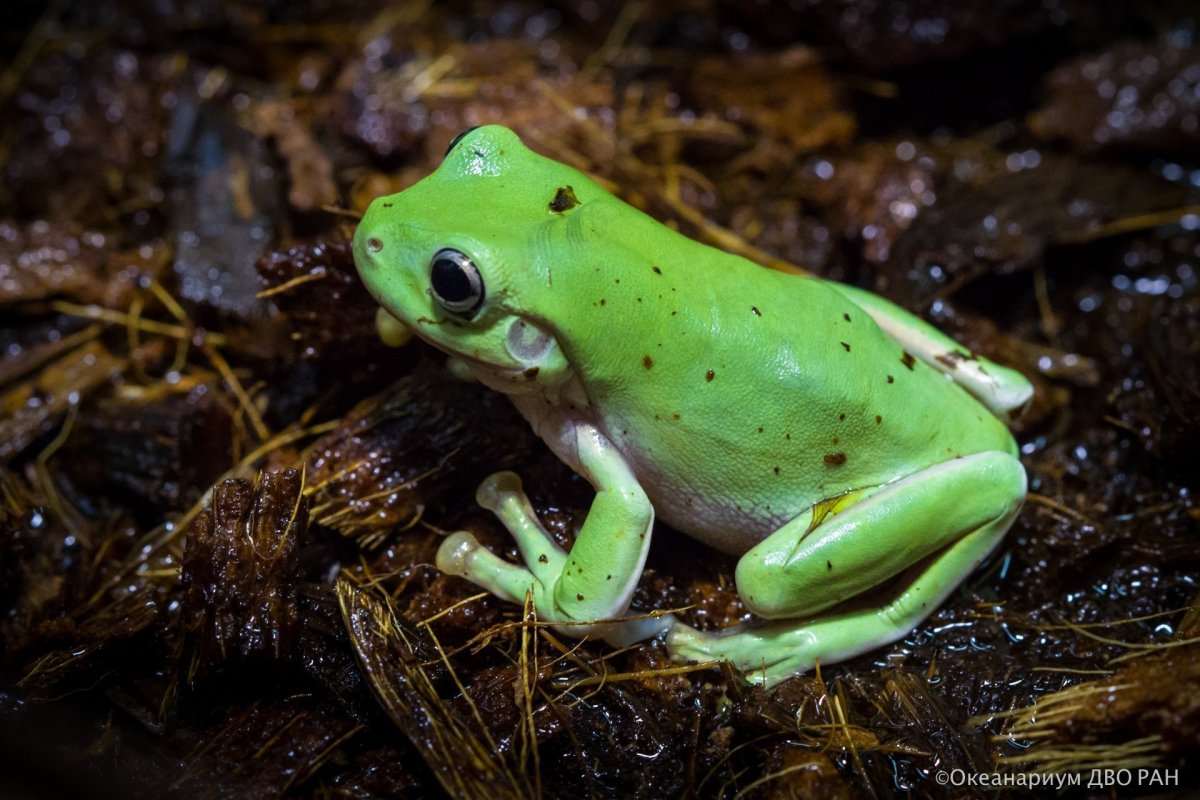Австралийская голубая квакша