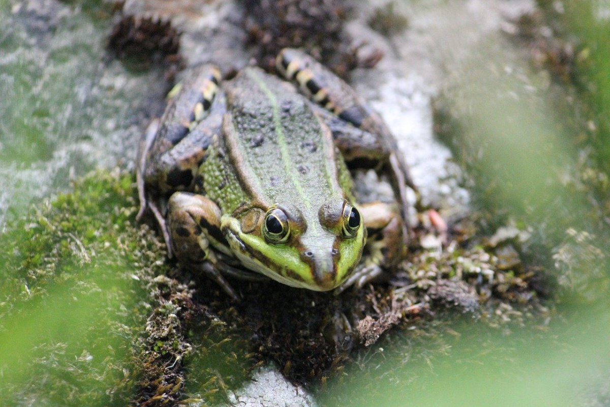 Амурская жаба