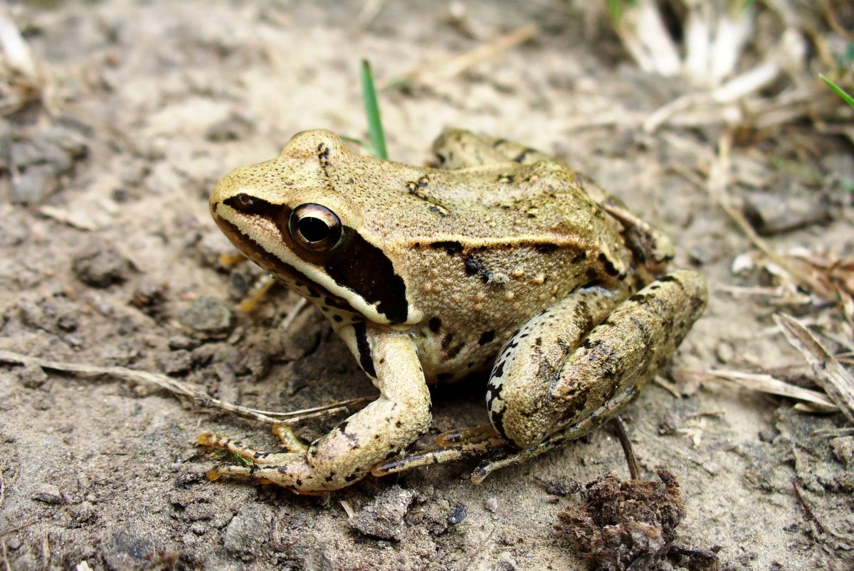 Малоазиатская лягушка Rana macrocnemis