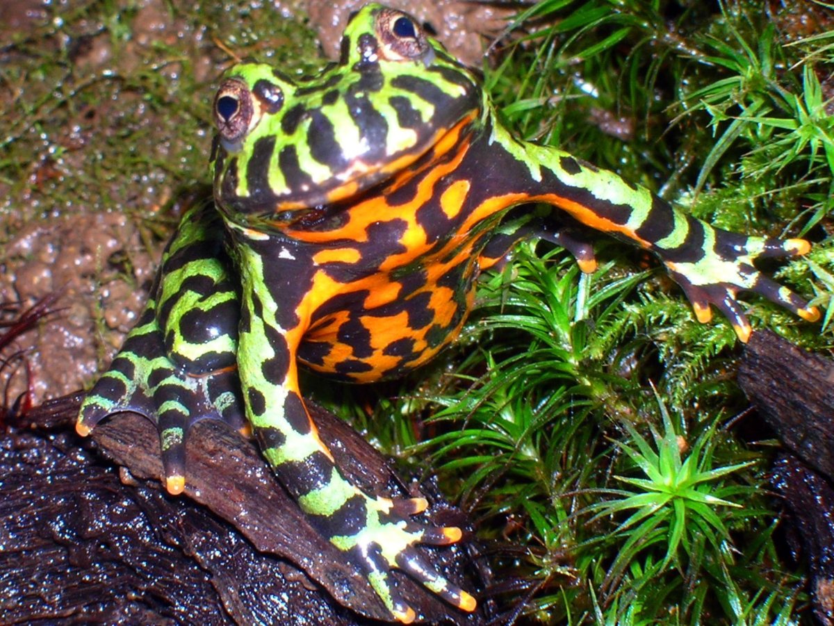 Краснобрюхая жерлянка