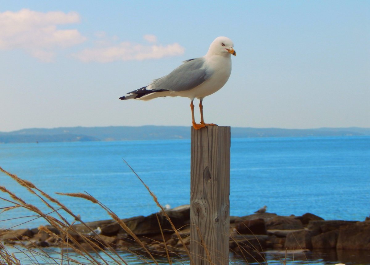 Альбатрос Азовское море