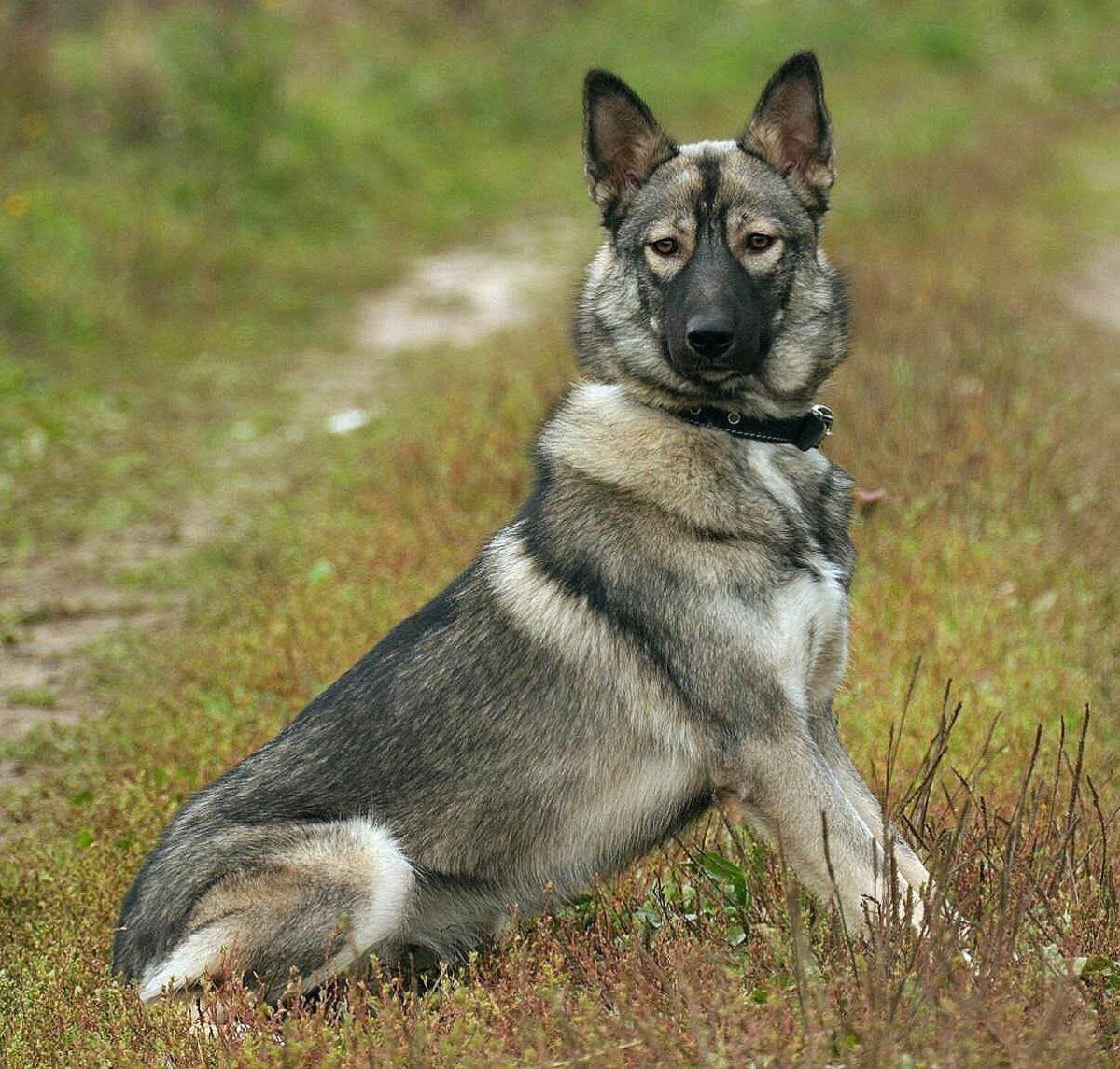 Метис лайки и овчарки