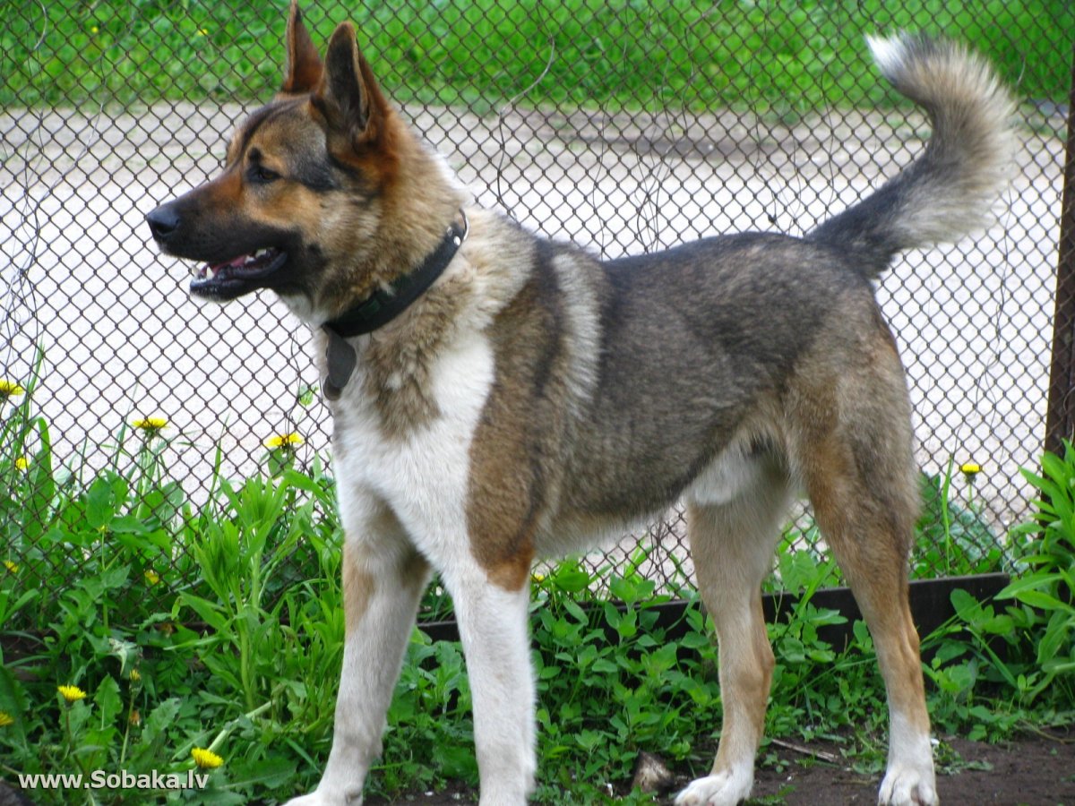 Метис лайки и овчарки