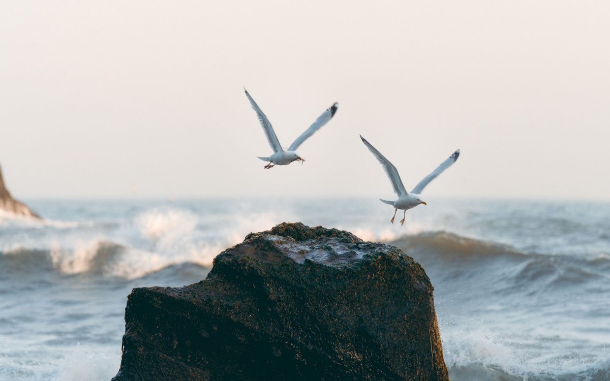 Чайки на скалах