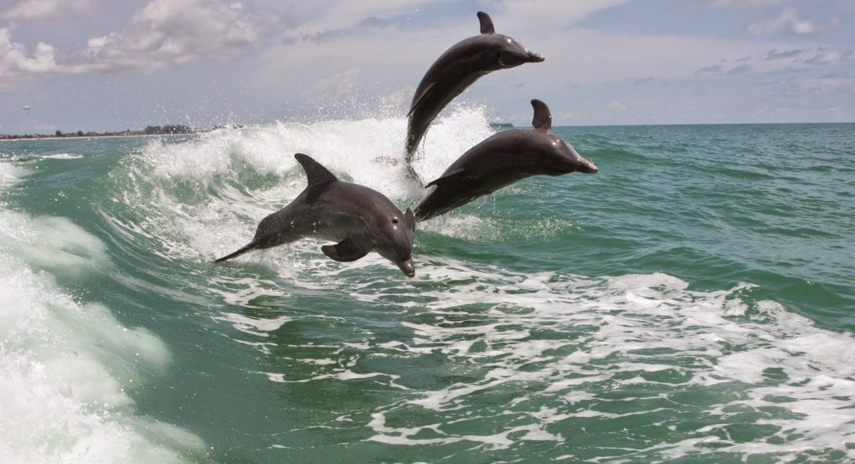 Чайки над морем