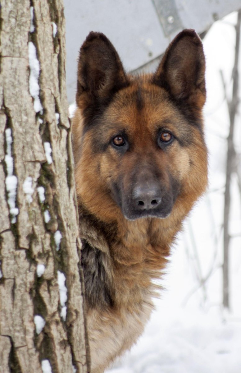 Метис лайки и овчарки