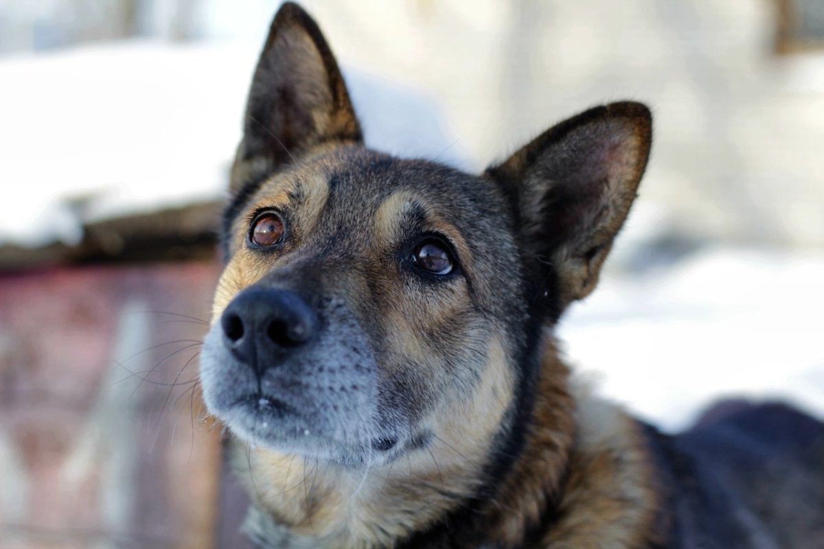Помесь лайки и овчарки