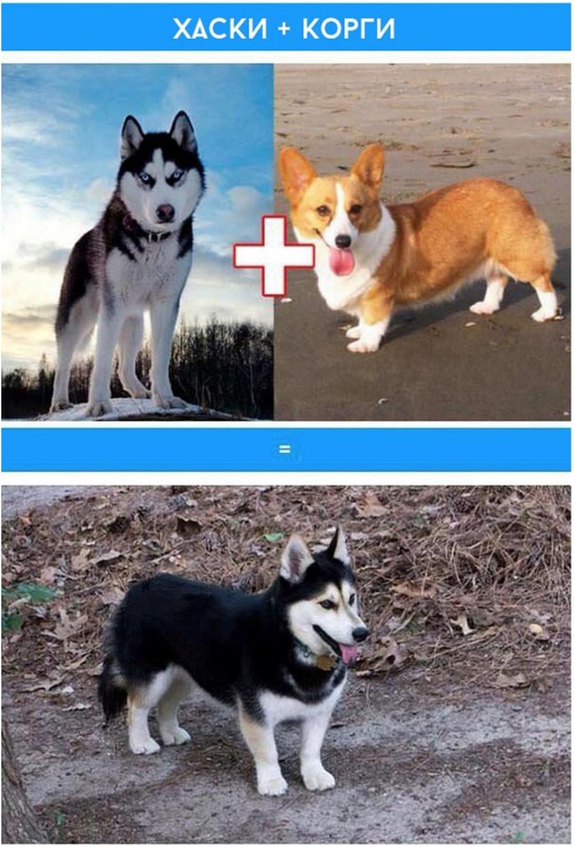 Скрещивание хаски и корги